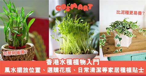 香港水種植物|水種植物風水｜香港水種植物入門！風水擺放位置/換 